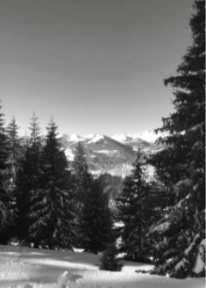 HEDONISTES-Carte Postale Sapins