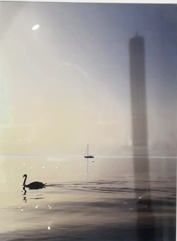 HEDONISTES-Carte Postale Cygne
